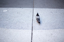 A pigeon on the sidewalk 