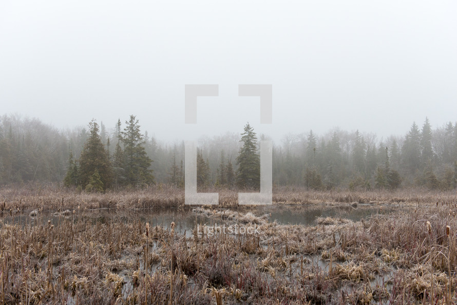 marshland and fog 