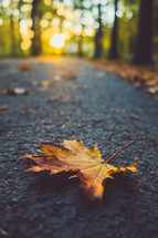 fall leaf on asphalt 