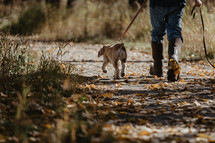 walking dogs in fall 