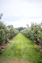 Grassy path through a fruit orchard.