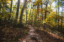 a path through a fall forest 