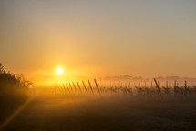 sunrise over a vineyard 