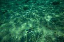 sea star under the water