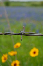 barbed wire and flowers