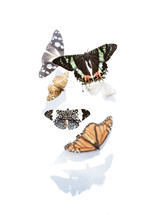 butterflies with shadows on white background 