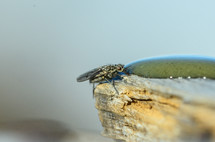 fly drinking from a water droplet 