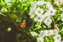 ladybug on flowers 