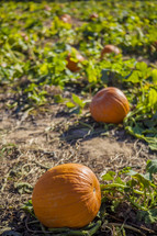 pumpkins on the vine in a pumpkin patch 