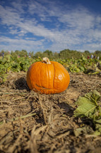 pumpkin in a pumpkin patch 