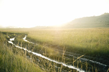 wet tracks through a marsh