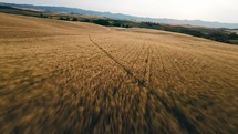 Wheat Infinite Field hill land in Tuscany