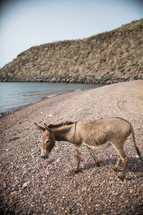 a donkey in gravel 
