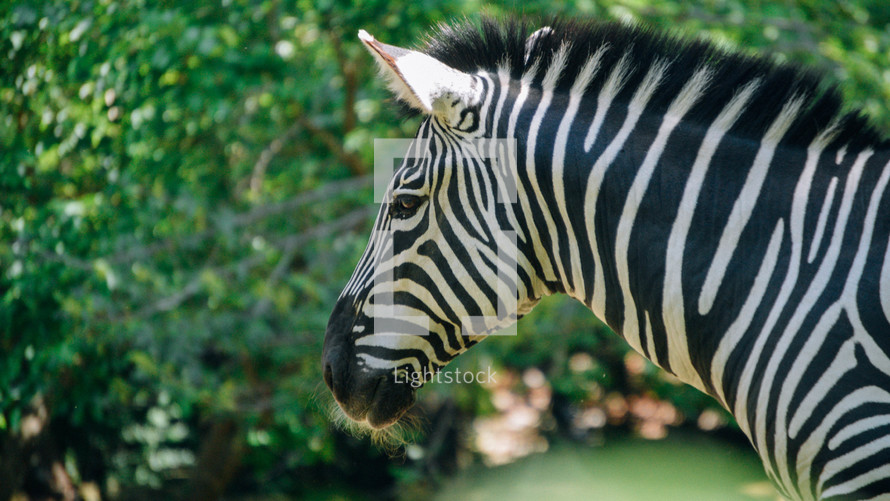 zebra in a zoo 