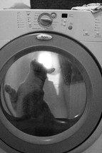 cat in a washing machine 