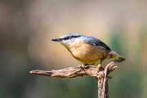 sitta europaea, songbird on a branch 