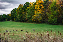 wild turkeys in a field 