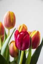 spring tulips 