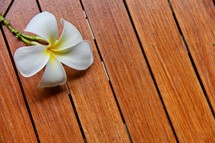 orchid flower on wood table 