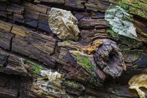 decomposing log