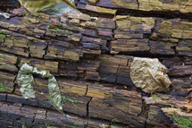 decomposing log 