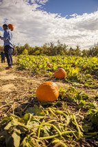 man picking out a pumpkin in a pumpkin patch 