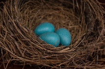 teal robins eggs in a nest 