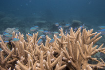 coral and a school of tropical fish