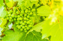 Green grapes on the vine. 