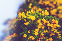 yellow wildflowers 