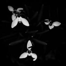 Minimal black texture background close-up flowers