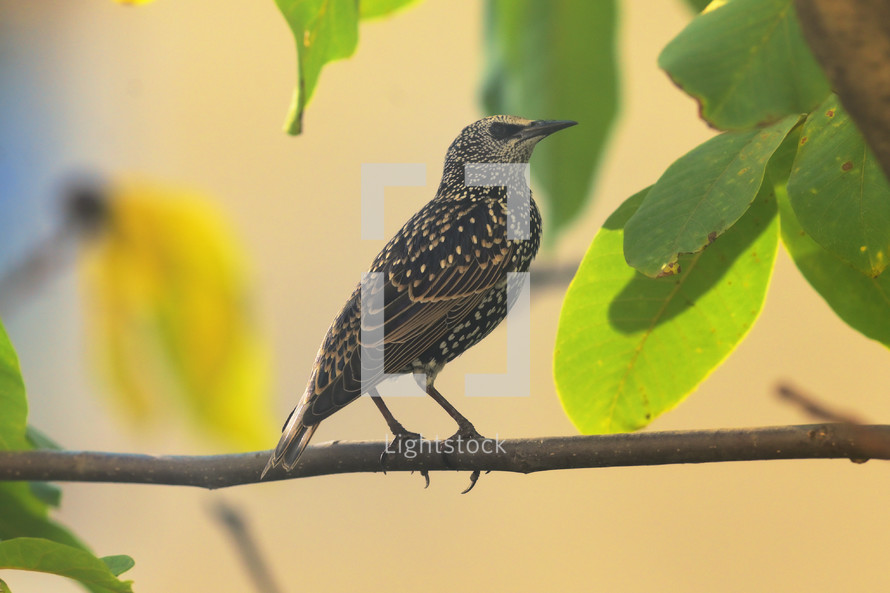 Closeup Single Starling on branch