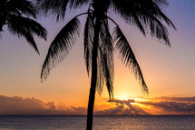 palm tree on a beach at sunset 