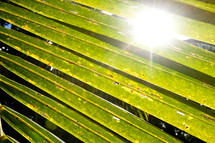 The sun shining through close up palm fronds
