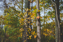 fall woods 