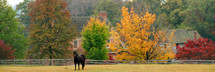 horse in a field in front of fall trees 