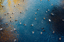 ducks on a pond