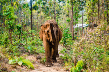 elephant walking along a path through a jungle in Southeast Asia 