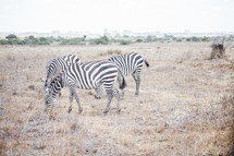 grazing zebras 