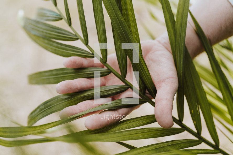 hand touching a palm frond 