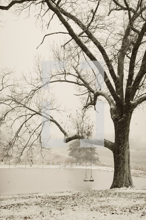 Swing on tree in the winter