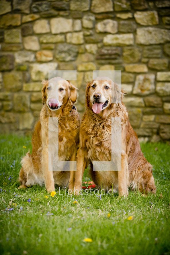 two dogs 