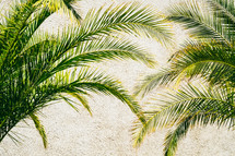 palm fronds and rough concrete 