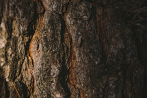 tree bark closeup 
