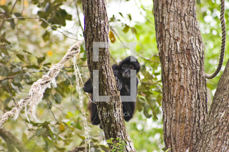 spider monkey in a tree 