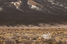 wild horse in a desert landscape 