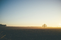 isolated tree in a field at sunrise 