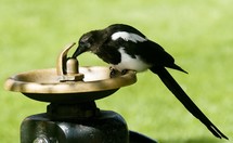Magpie bird sipping from water fountain.