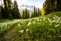 View of Mount Rainier and meadow 