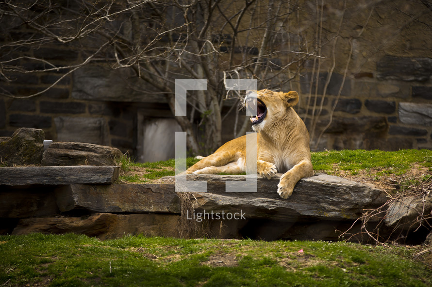 Lion roaring while perched on a rock outside. 
